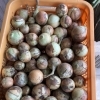 新玉ねぎ収穫しました【西京区　自然食品】