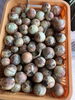 これは早生の品種。奥手の品種も植えてます「新玉ねぎ収穫しました【西京区　自然食品】」
