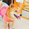 うめちゃん「今日のお友達」