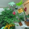 【泉佐野市、貝塚市、熊取町、 日根野】でお住まいの方で飾りやすい観葉植物をお家で飾りたい方にオススメの花屋りっちゅ情報