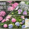 紫陽花まつり帰りのご縁に感謝を込めて
