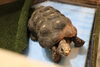 リクガメと触れ合おう「週末はリクガメ計測＆飼育員体験ガチャ開催✨【かすみがうら市水族館⛲️】」