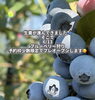 「6/13（土）ブルーベリー狩りプレオープンします🫐➿」
