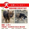 【新居浜市種子川町付近】迷い犬を探しています（不明になった日：2026年6月10日）