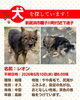「【新居浜市種子川町付近】迷い犬を探しています（不明になった日：2026年6月10日）」