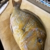 おこぜにタマン！