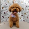 夏のシャンプー【どっぐさろんあきゅ　小型犬専門　トリミング　ペットサロン　京都市南区上鳥羽】