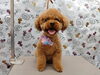 リラックスした表情でカメラ目線「夏のシャンプー【どっぐさろんあきゅ　小型犬専門　トリミング　ペットサロン　京都市南区上鳥羽】」
