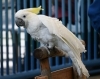 「6月13日(土)･14日(日)オウムインコデーイベントを行います！」