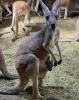 母カブの袋から顔を出す仔「アカカンガルーの赤ちゃんが顔を出しました！」