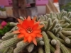 「デイサービス金太郎のサボテンの花が咲きました‼️YouTube見てね(^O^)‼️。」