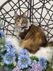 メインクーン　シャンプー後「猫専門サロン　猫ちゃんを洗う時に気をつけていること」
