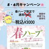 春ハーブよもぎ蒸し、在庫わずか！6月末まで3,000円でご案内中