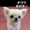 チワワの女の子子犬が店頭デビューしました