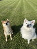 なんか、似てる、２匹「6月」