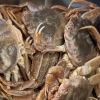 【魚も酒も自ら厳選する瑞江の小料理屋】