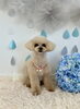 ちゃまめちゃん「わんこと梅雨☔️」