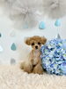 ９ばんめ　ＢＵ３　笑「うちわんこと梅雨☔️」