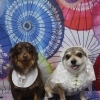 ミックス犬のエースくん＆福ちゃん♪ タキシード＆ベール姿で和傘柄春フォト！