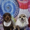 ミックス犬のエースくん＆福ちゃん♪ タキシード＆ベール姿で和傘柄春フォト！