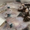 本日入荷の新鮮な魚をまるごと味わえるおすすめ料理