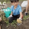 S.A.C.全クラスじゃがいも収穫祭！