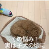 吠える！噛みつく！落ち着きない！その悩み！子犬教室で防げるかも