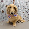 夏対策【どっぐさろんあきゅ　小型犬専門　トリミング　ペットサロン　京都市南区上鳥羽】