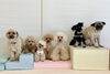 ジョアくん♡クッキーちゃん♡PiPi♡まるくん♡きなこちゃん♡このはちゃん♡ムッ太くん「ましゅまろ幼稚園🐾」