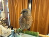 静かに見守る知的な鳥「ヘビとのふれあい体験で育つ「怖いけどやってみる」心」