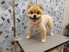 トリミングでさらに輝く「夏のオプションメニュー【どっぐさろんあきゅ　小型犬専門　トリミング　ペットサロン　京都市南区上鳥羽】」