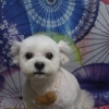 ミックス犬のまるくん♪ ふわふわリボンで和傘柄春フォト！