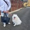 塗装工事中でのペット