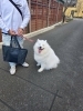 看板犬のサモエドうめちゃん「塗装工事中でのペット」