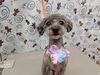 笑顔あふれるドッグサロン♪「キリッとしたお顔でカメラ目線【どっぐさろんあきゅ　小型犬専門　トリミング　ペットサロン　京都市南区上鳥羽】」