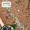 【トークイベントのベビーリーフが発芽しました】