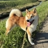 ドッグホテル