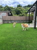 雑草対策とワンちゃん専用の遊び場作り。「雑草対策とプライベートドッグラン。❗️」