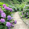 【2026年】和歌山市で紫陽花を見るならここ！ 和歌山城・鶴の渓が初夏の彩りに