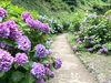 紫陽花が両脇に咲き誇る、癒しの小径「【2026年】和歌山市で紫陽花を見るならここ！ 和歌山城・鶴の渓が初夏の彩りに」