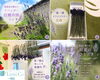 自然の香りで心癒される初夏のひととき「自然の香りで心癒される初夏のひととき」