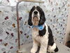 お気軽にご予約くださいませ।「カサカサ対策【どっぐさろんあきゅ　小型犬専門　トリミング　ペットサロン　京都市南区上鳥羽】」