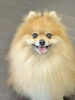 笑顔のメレブくん「お客様のご紹介🐶[大分市高崎/貸切トリミング]」