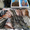 📣本日のお魚情報🐟