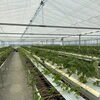 いちごの育苗はじまってます！[日進市のいちご直売専門店rikkefarm」