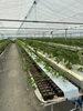 「いちごの育苗はじまってます！[日進市のいちご直売専門店rikkefarm」」