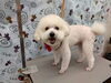 フワフワもふもふ♡美人わんこ「マッシュ風【どっぐさろんあきゅ　小型犬専門　トリミング　ペットサロン　京都市南区上鳥羽】」