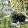 初夏の桑の実と、からだにやさしい養生のお話