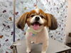 ツルツル！プロの技で変身したワンコ「大幅なカットチェンジ【どっぐさろんあきゅ　小型犬専門　トリミング　ペットサロン　京都市南区上鳥羽】」