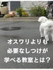 泉大津市のマルチーズ散歩で吠える物音に吠える「オスワリより先にしないといけないしつけとは？」